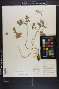 Dicentra cucullaria image