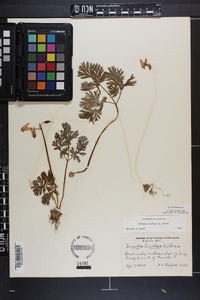 Dicentra cucullaria image