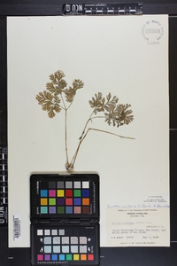 Dicentra cucullaria image