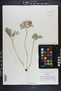 Dicentra canadensis image