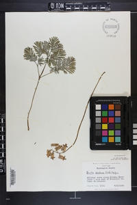 Dicentra canadensis image