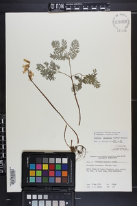 Dicentra canadensis image