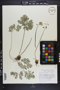 Dicentra canadensis image