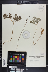 Dicentra cucullaria image