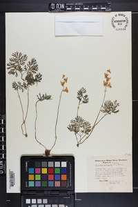 Dicentra cucullaria image