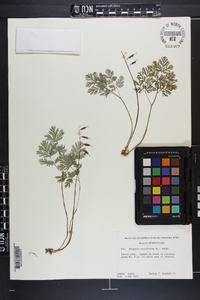 Dicentra cucullaria image