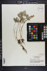 Dicentra cucullaria image