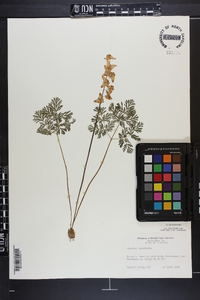 Dicentra cucullaria image