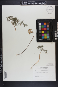 Dicentra cucullaria image