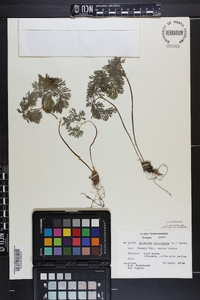 Dicentra cucullaria image