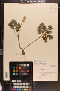 Dicentra cucullaria image