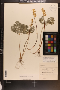 Dicentra cucullaria image