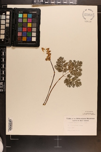 Dicentra cucullaria image