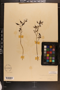 Dicentra eximia image