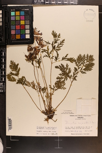 Dicentra eximia image