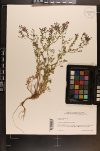 Fumaria officinalis image