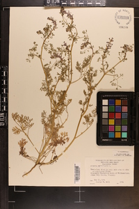 Fumaria officinalis image