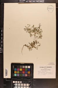 Fumaria officinalis image