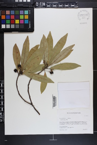 Persea borbonia image