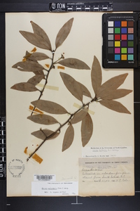Persea palustris image