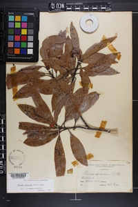 Persea palustris image