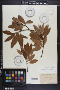 Persea palustris image