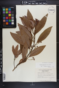 Persea palustris image