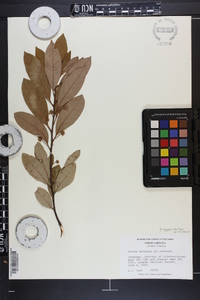Persea palustris image