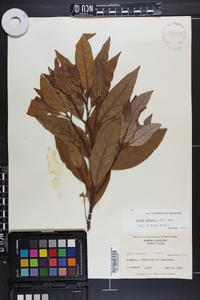 Persea palustris image