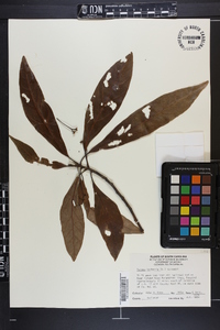 Persea borbonia image