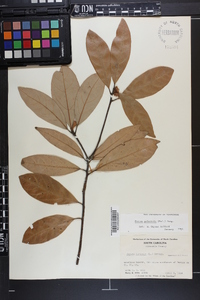Persea palustris image