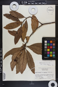 Persea palustris image
