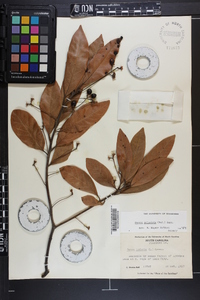 Persea palustris image