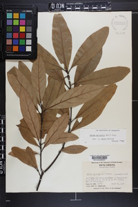 Persea palustris image