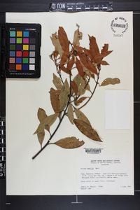 Persea humilis image
