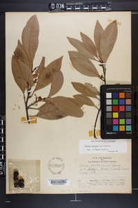 Persea borbonia image