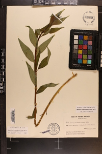 Amsonia tabernaemontana image