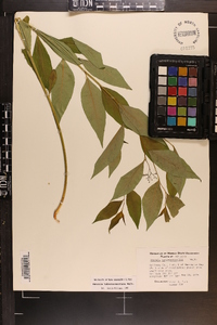 Amsonia tabernaemontana image