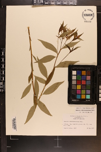 Amsonia tabernaemontana image