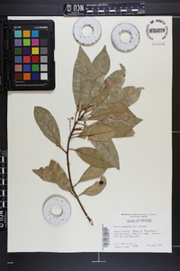 Persea borbonia image