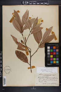 Persea palustris image