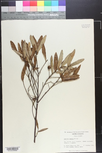 Quercus pumila image