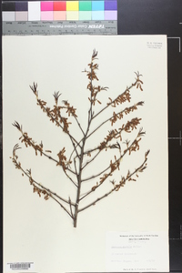 Quercus pumila image