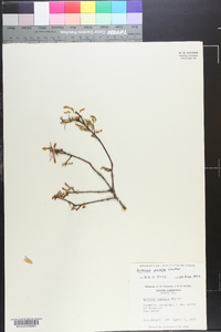 Quercus pumila image