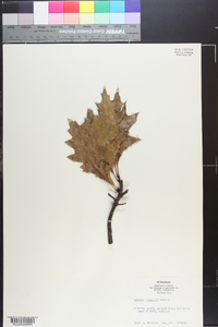 Quercus shumardii image