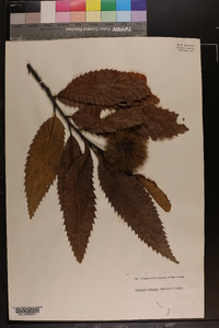 Castanea dentata image