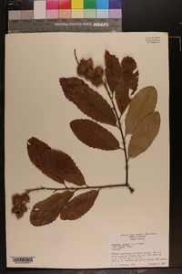 Castanea pumila var. ashei image