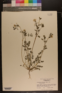 Corydalis flavula image