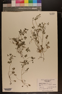 Corydalis flavula image