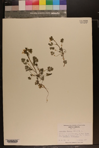 Corydalis flavula image